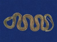 藏品(青蛇)的圖片